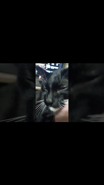 kitty gets petted #shortsvideo #kittycat #shortsfeed #kitty #catvideos #youtubeshorts