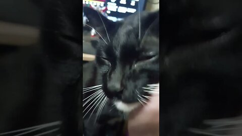 kitty gets petted #shortsvideo #kittycat #shortsfeed #kitty #catvideos #youtubeshorts