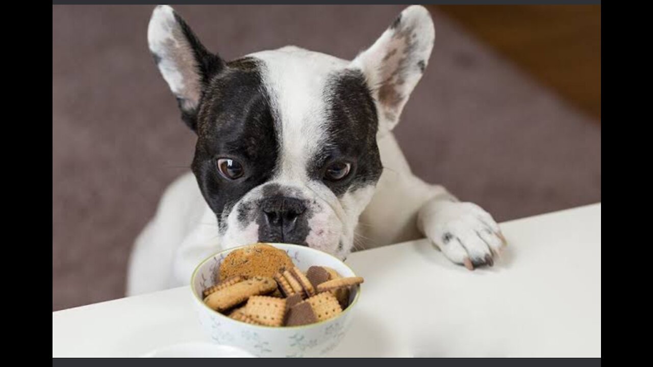 Dog is eating with music best.