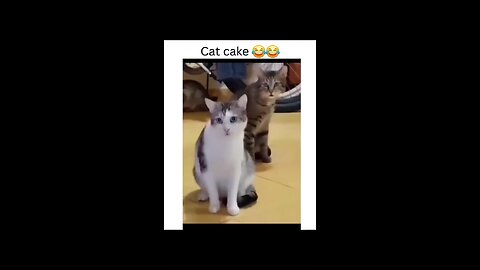 Cat funny videos