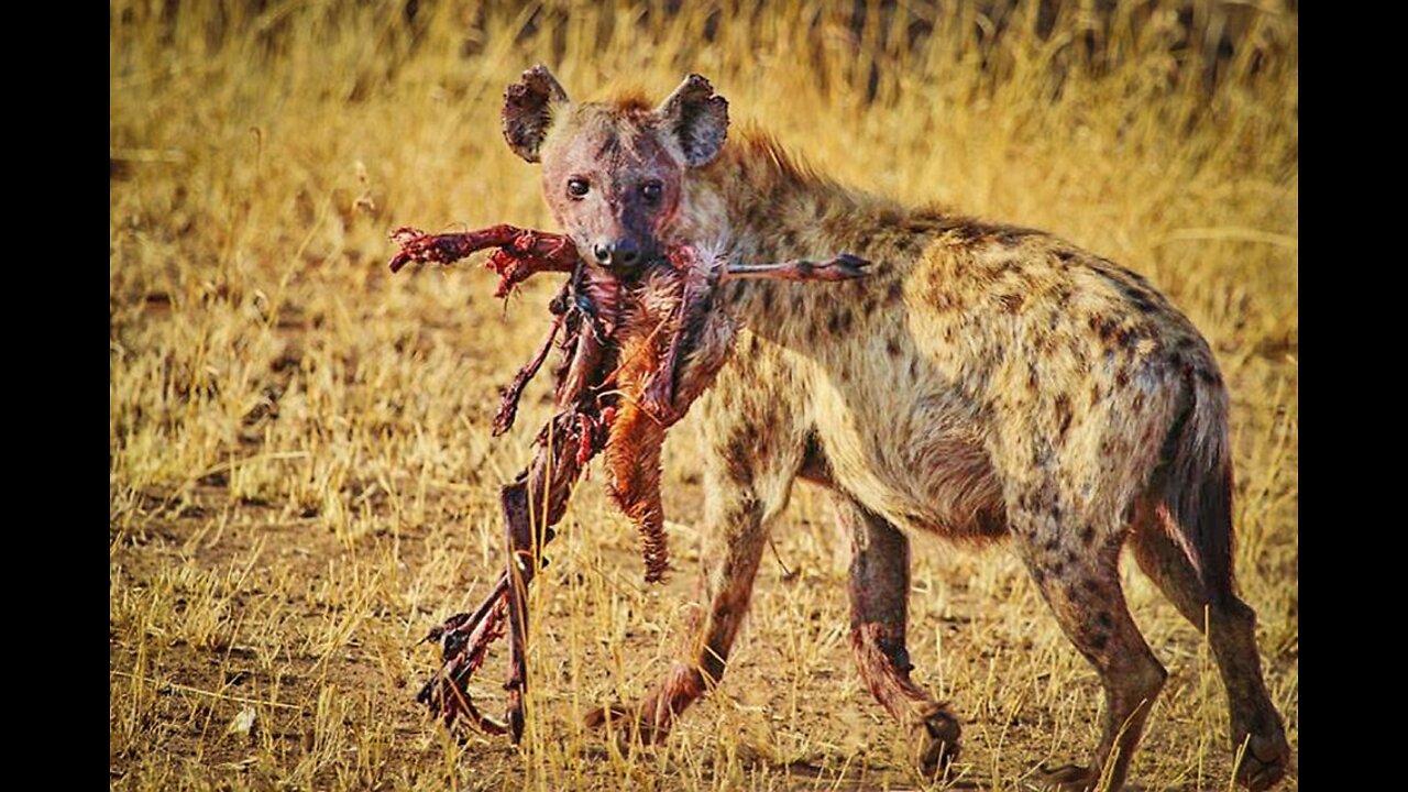 Police Officer Violently Tames A Wild Hyena