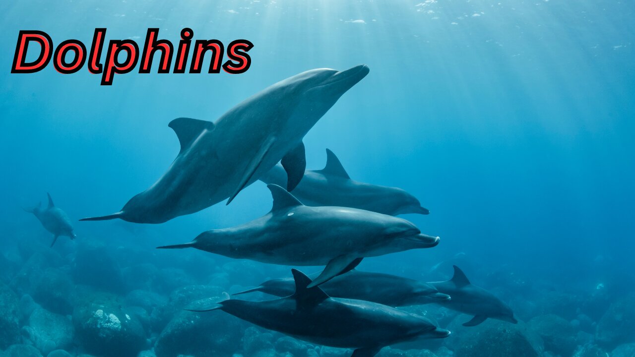 "Dolphins Unveiling the Enigmatic Intelligence of Marine Royalty"