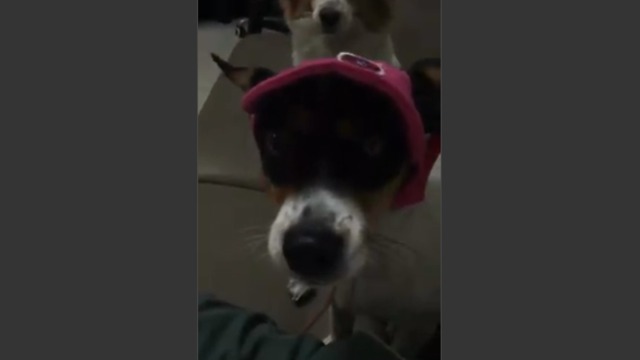 Funny Animal Dog Girl and cute