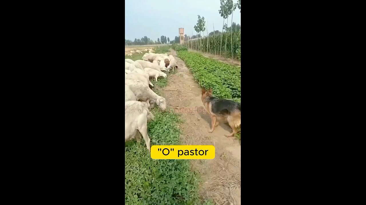 Amazing Dog disciplin