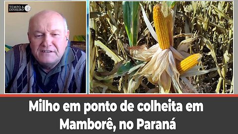 Milho em ponto de colheita em Mamborê, no Paraná