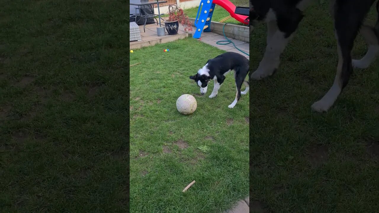 Mylo catching his football #dog