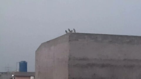 Morning meeting of owl family in moon light