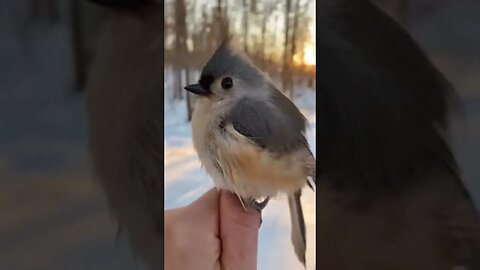 Tufted Titmouse, sooo cute!!