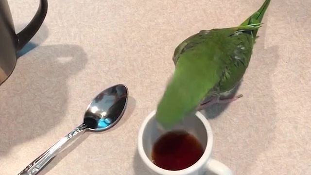 Parrot Enjoys Cup Of Coffee