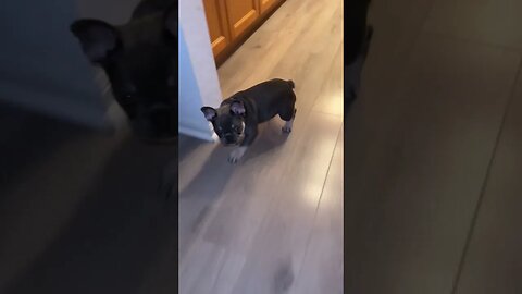 This Frenchie is crazy!