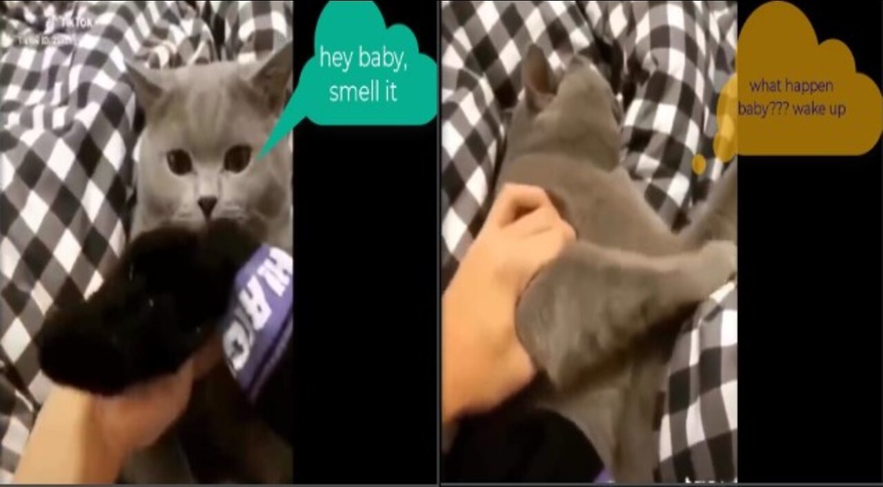 Cat almost dies when smells bad smell of sock