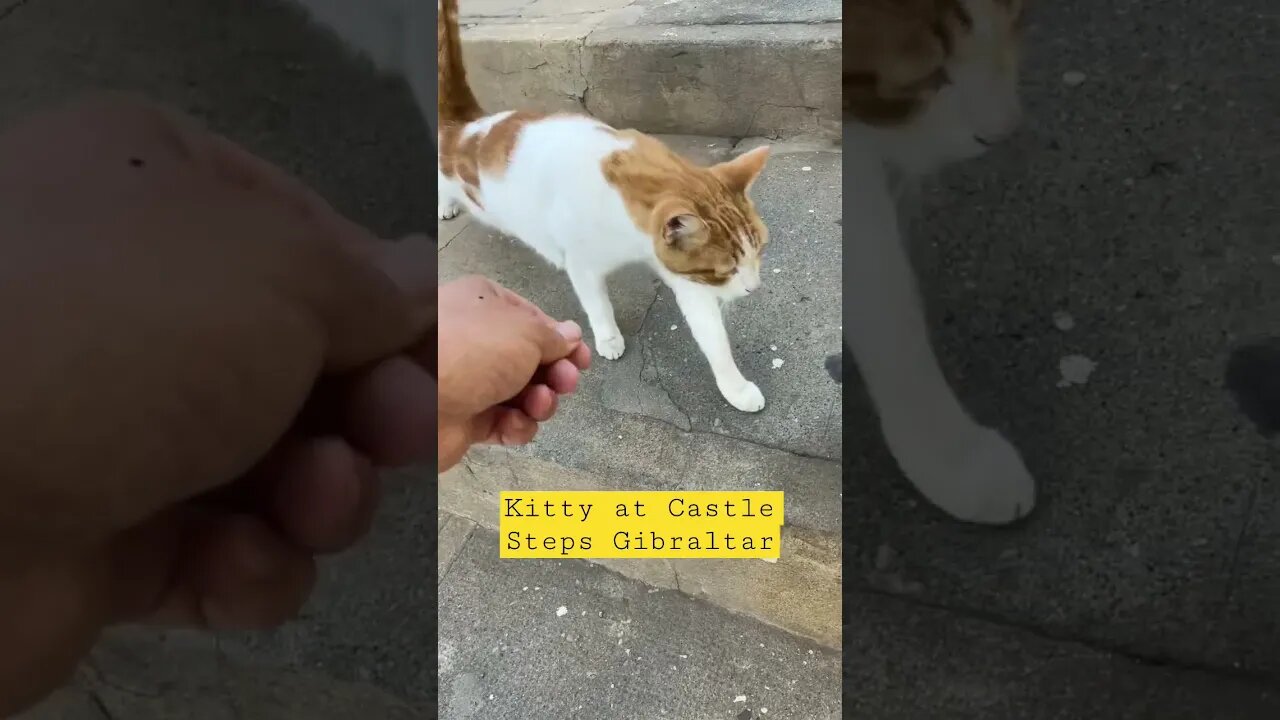 I ❤️ when this Kitty comes to say “Hi” to me!