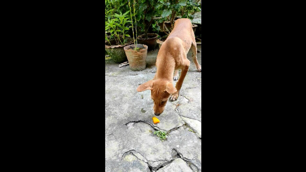 Dog eating mango | Funny dog