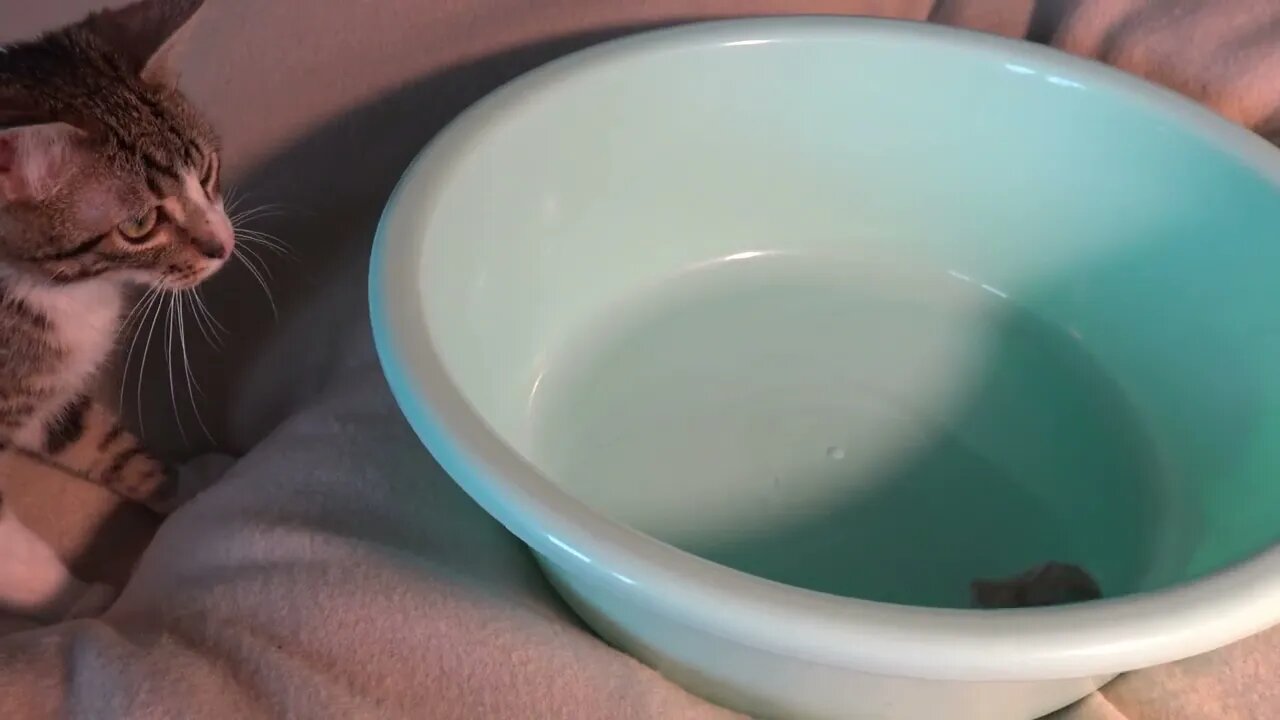 Tom and Jerry, a Small Cat Meets a Small Mouse