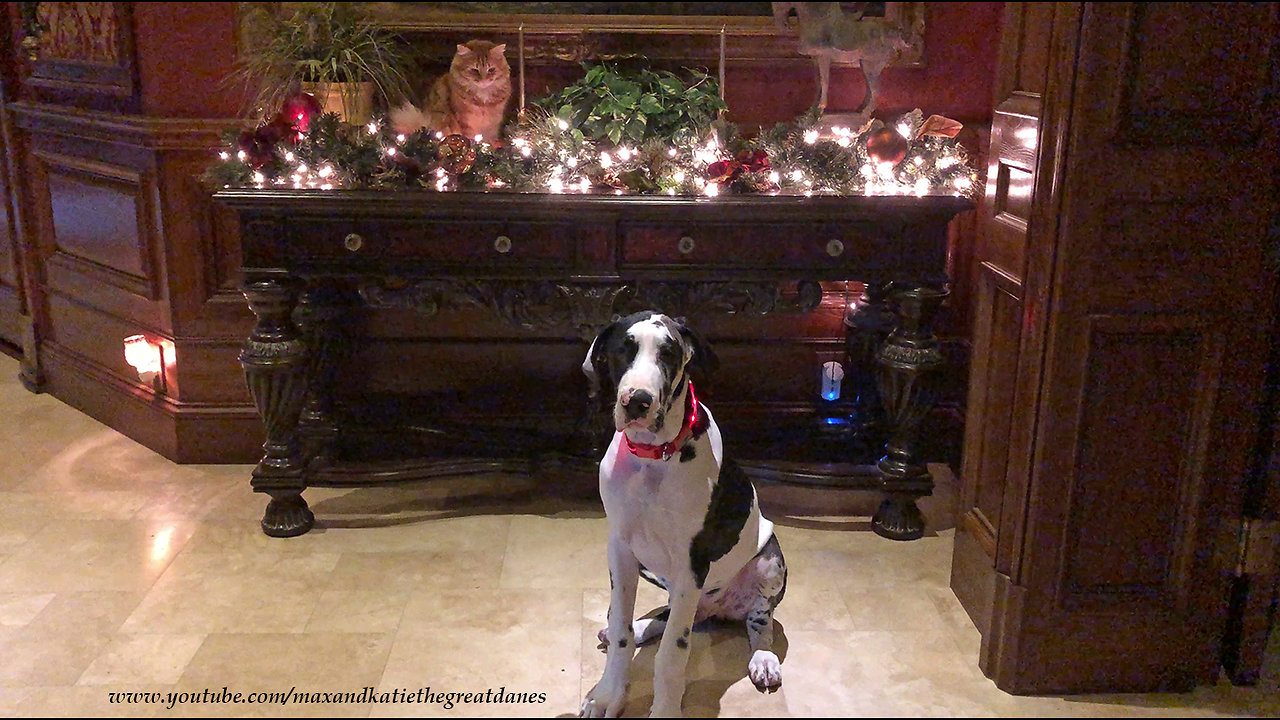 Cat and puppy learn how to sit still for photo