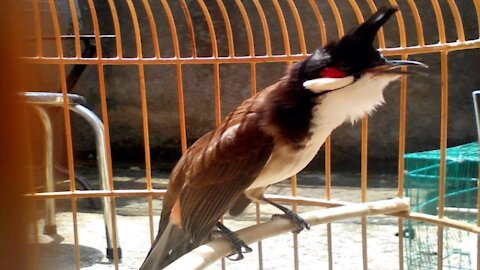 The dance of the bird salute