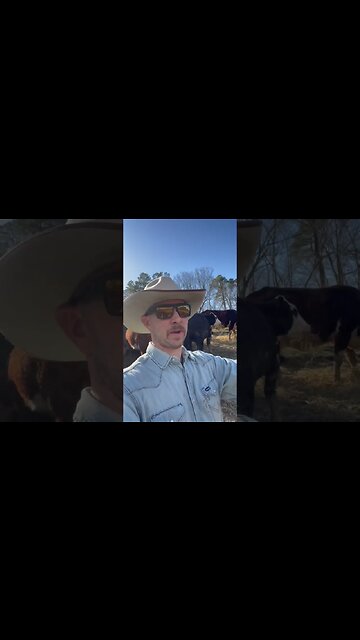 Day 21 of 30 days of #calving . #cattle #ranch #ranchlife #farm #farmlife #cow #calf #feedingcattle