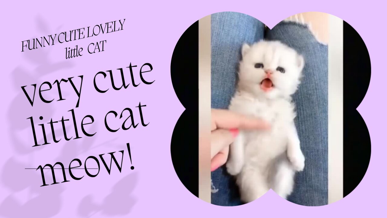 Funny Cute little cat Meow