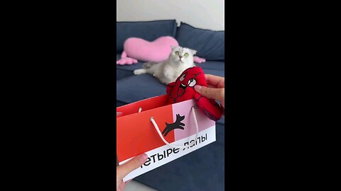 kitten_Select_Option_cutecat🐹🐹😻