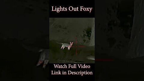 Lights Out Foxy