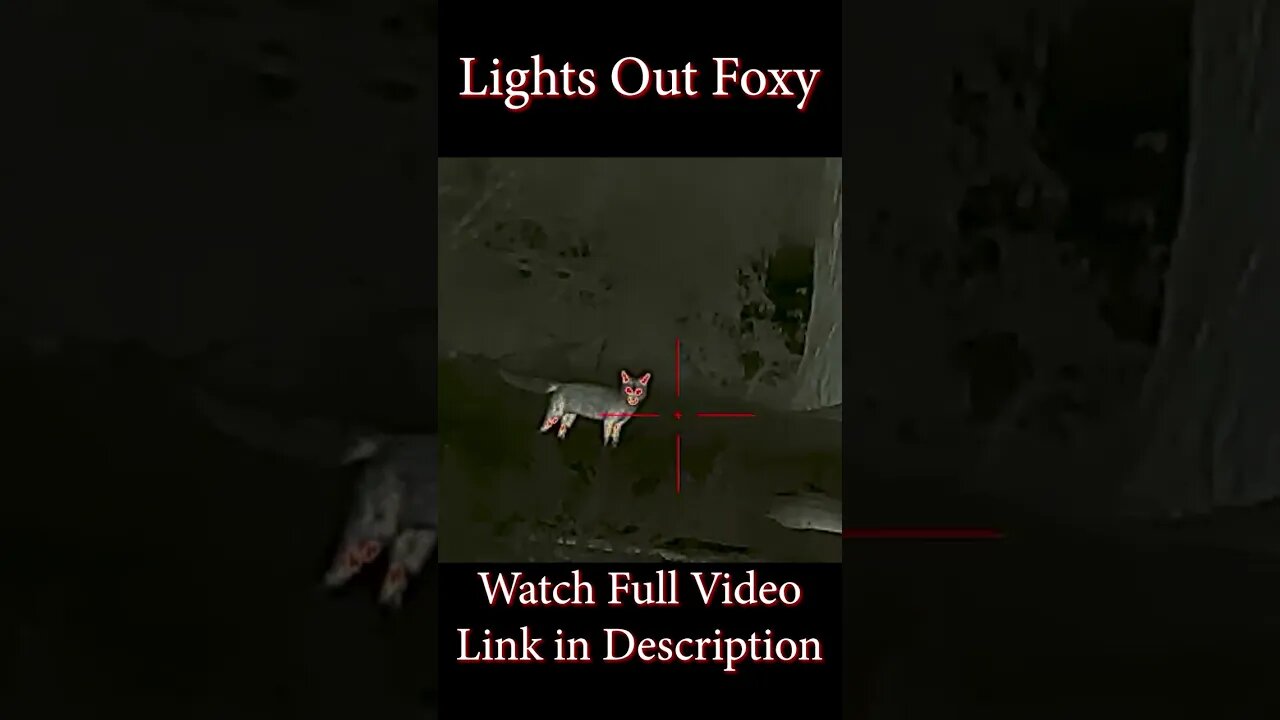 Lights Out Foxy