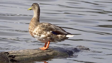 CatTV: duck on log cleaning