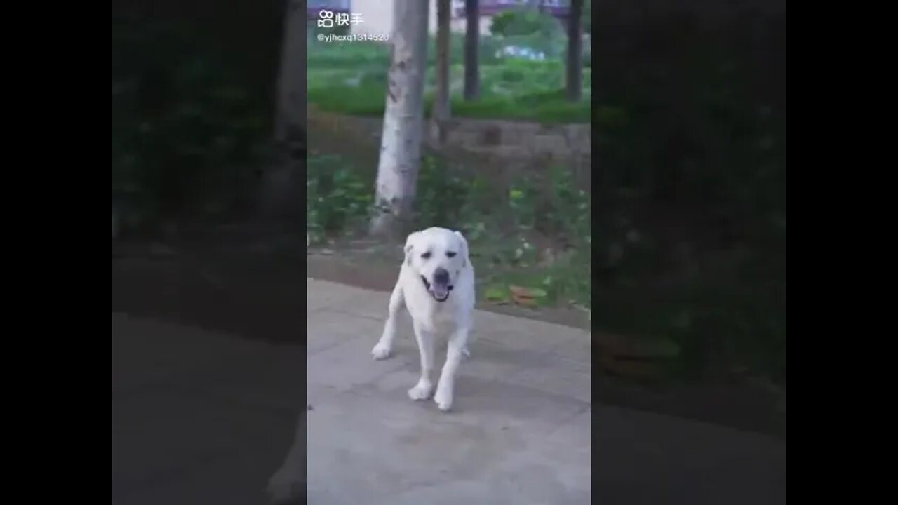 DOG SAVE BLIND MAN LIFE 😚😚😗 #SHOTS #DOGSAVE #YOUTUBESHOTS