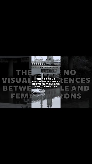 Incredible Random Facts That Will Expand Your Mind! [2023] #shorts #facts #viralshorts #fyp #life