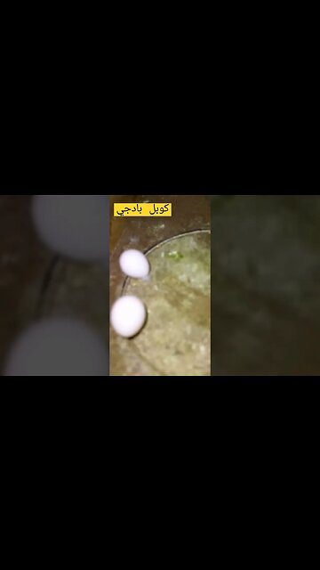 كوبل بادجي هوكو كيوت روعة مرحبا