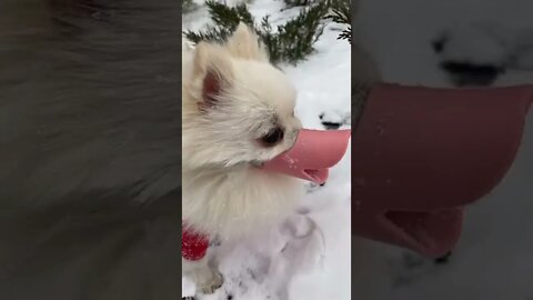 #shorts Смешные Собаки Из Тик Тока 201 Funny Dogs From Tiktok