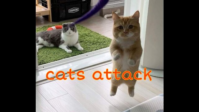 Cats attack