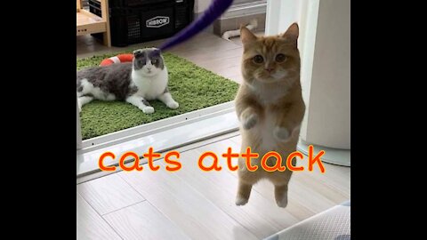 Cats attack