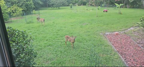 Fawn in backyard!