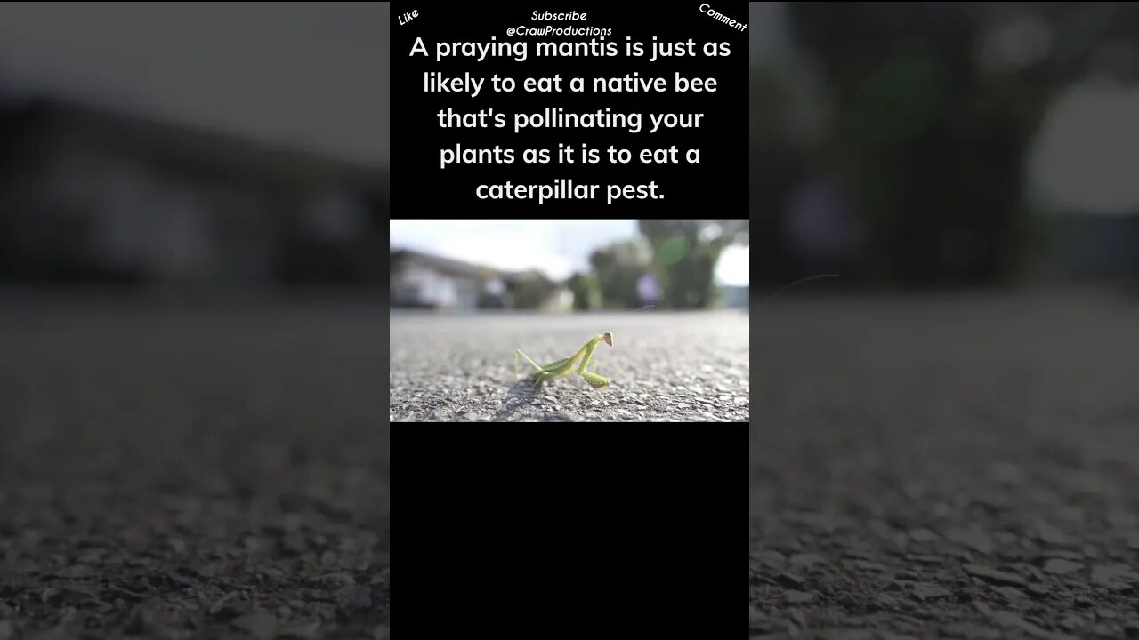 Praying Mantids Are Not Necessarily Beneficial Insects #prayingmantis #shorts