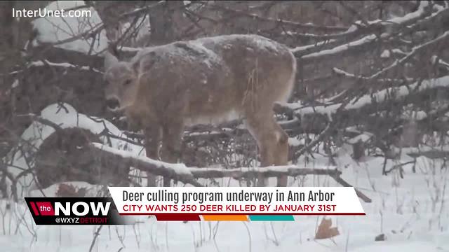 Ann Arbor's expanded deer hunt runs through end of month