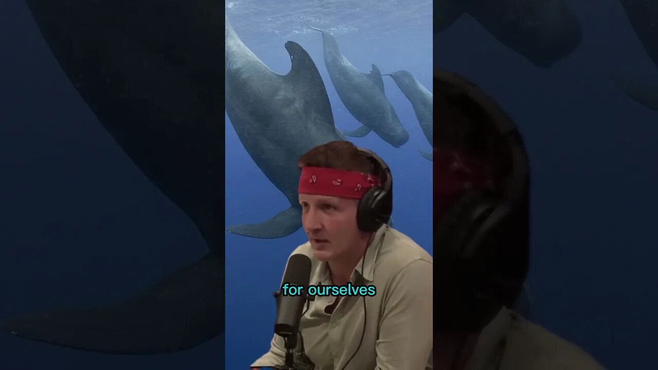 "Oh my god, this is horrible" - Joe Rogan reacting to whale hunting in Faroe Islands with Sonny