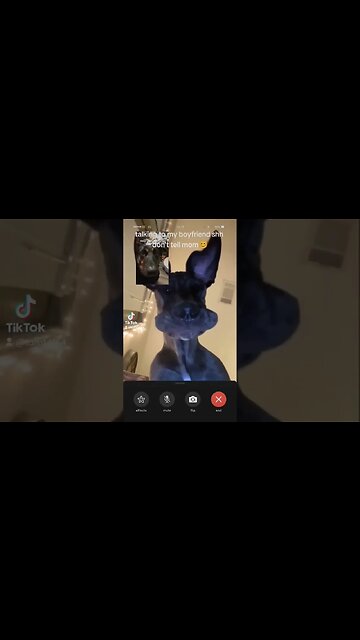 Bella Marie Facetime #dog #doglover #bella #dogowner #petowner #cutepets