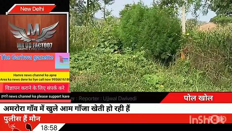 अमरोरा गाँव में खुले आम गाँजा खेती हो रही हैं #garhwanewstoday #viralnewstoday #newsheadlines