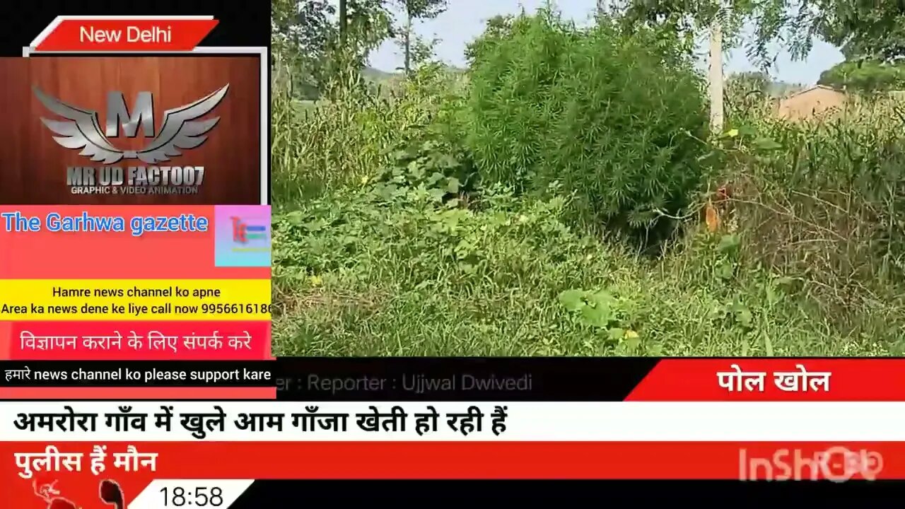 अमरोरा गाँव में खुले आम गाँजा खेती हो रही हैं #garhwanewstoday #viralnewstoday #newsheadlines