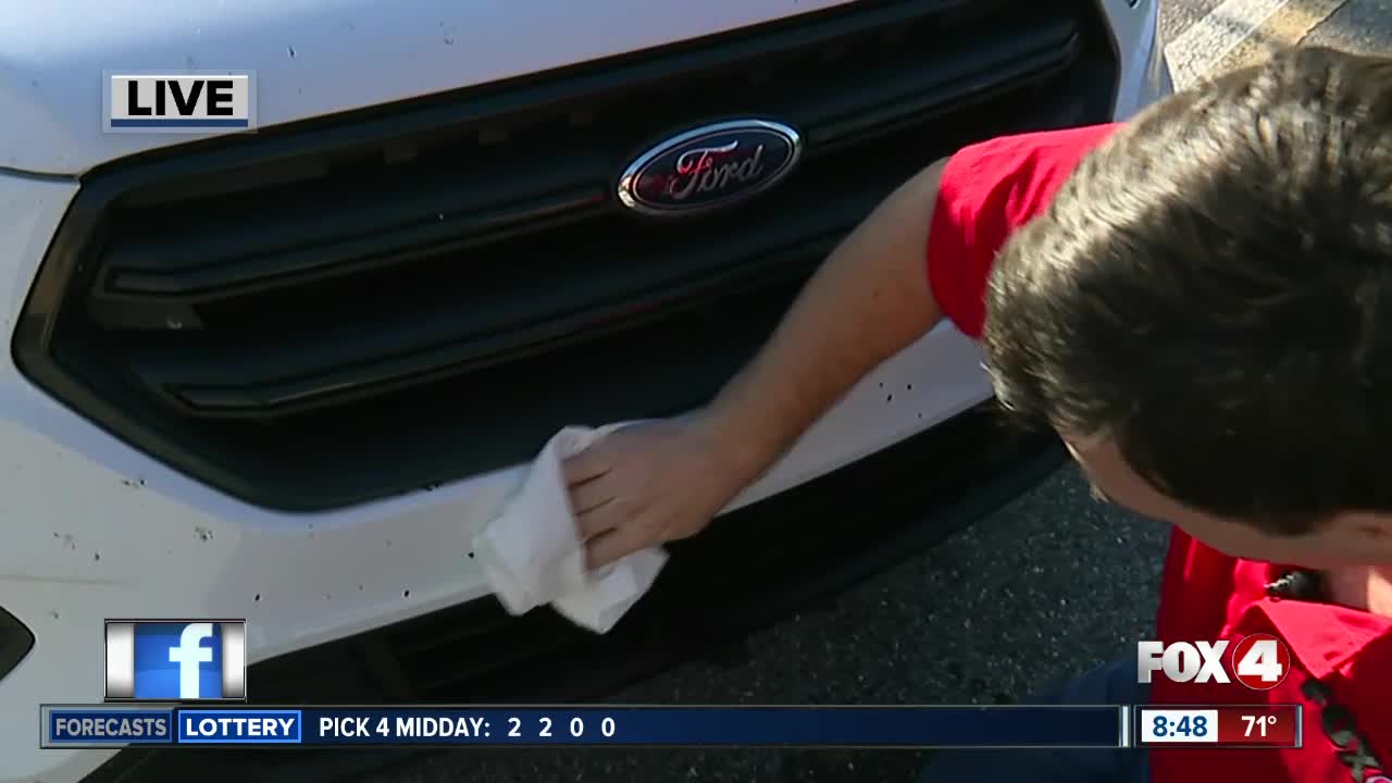 Testing how to get lovebugs off your car - 8:30am live report