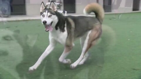 Beautiful huskies looking to go home together