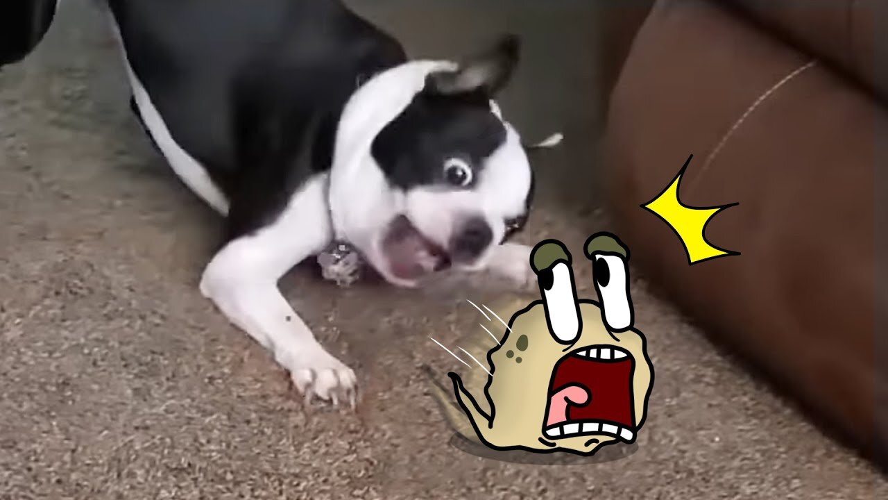 Best Funny Animal Videos