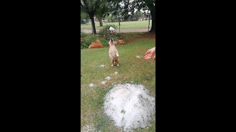 A Dwarf Labrador enjoying his first time seeing Hale(Must See)