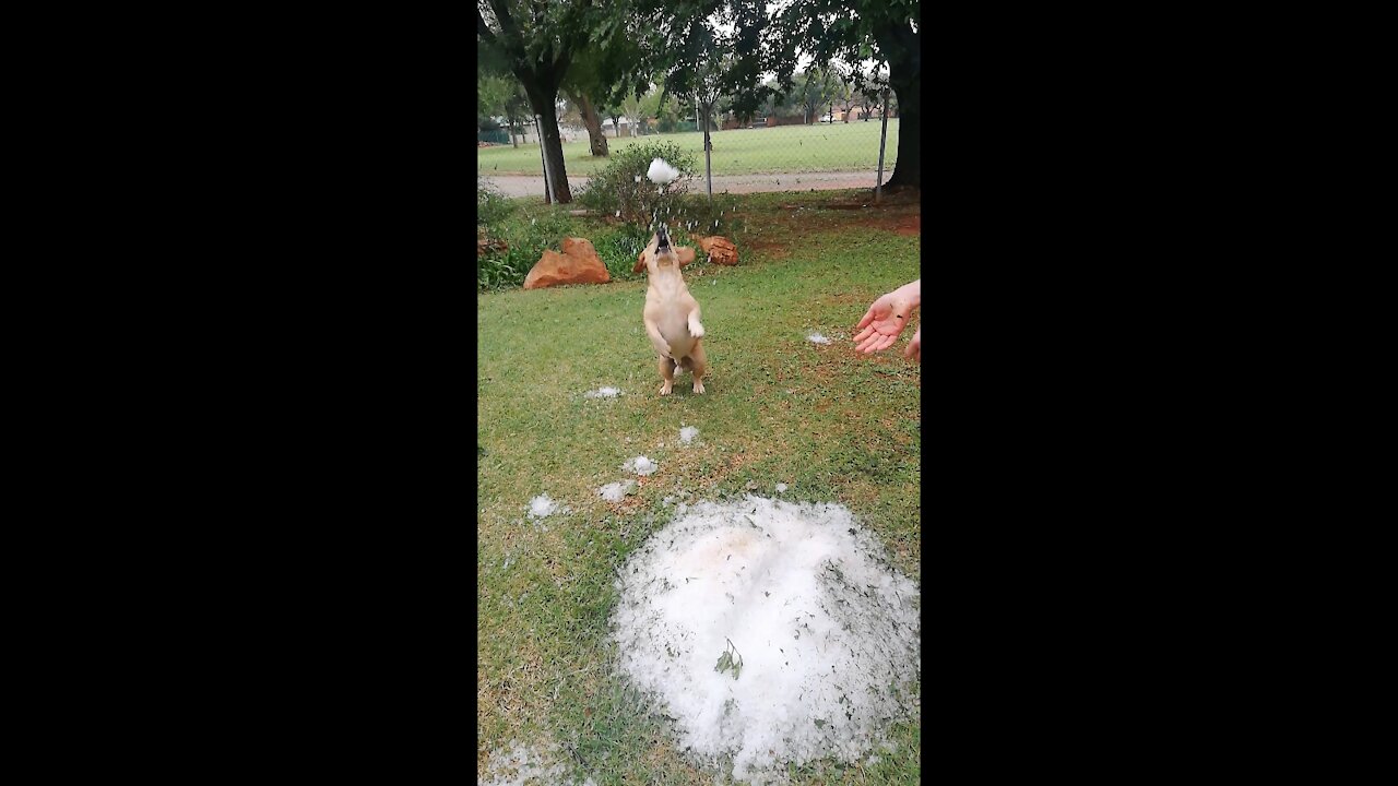 A Dwarf Labrador enjoying his first time seeing Hale(Must See)