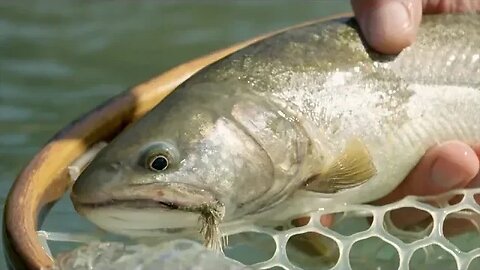 "Lost" - Scientific Anglers/Fly Fusion Web TV Series Season - 3 Ep 2