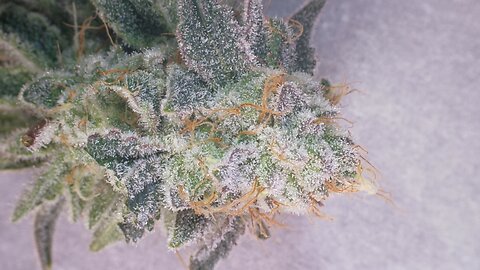 Grape Dumplings Trichome Check On Day 50 Of Flower