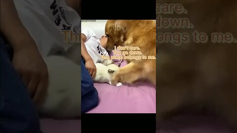 Cat and Dog Friendship - Dog and Cat Pure Love #short