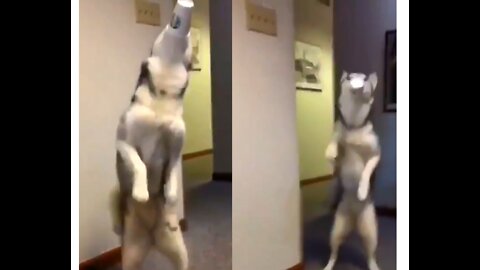 LIke A Horse