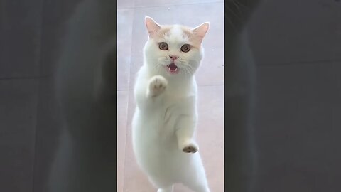 do you like this type of kitten ring