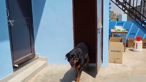 Jerry and Aaru are made for each other Dog protecting baby the rott best Video 1